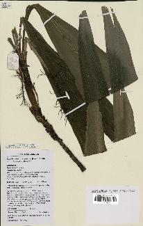 spécimen de Dypsis mocquerysiana
