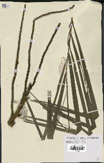 spécimen de Dypsis bejofo