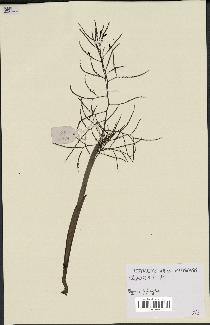 spécimen de Dypsis forficifolia