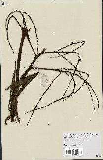 spécimen de Dypsis paludosa