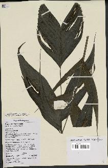 spécimen de Dypsis lantzeana