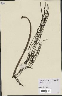 spécimen de Dypsis lantzeana