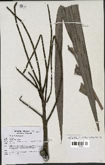 spécimen de Dypsis mananjarensis