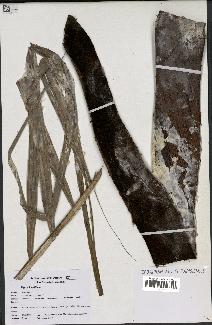 spécimen de Dypsis lastelliana