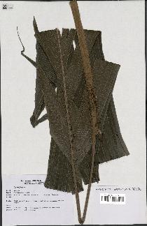 spécimen de Dypsis fanjana