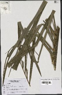 spécimen de Dypsis bejofo