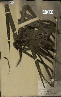 spécimen de Elaeis guineensis