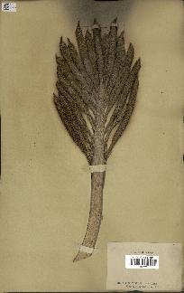 spécimen de Elaeis guineensis