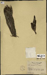 spécimen de Elaeis guineensis