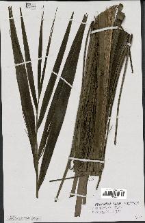 spécimen de Dypsis saintelucei