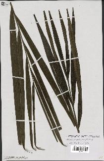 spécimen de Dypsis saintelucei