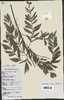spécimen de Dypsis thiryana