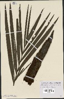 spécimen de Dypsis perrieri