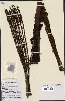 spécimen de Dypsis perrieri