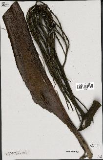 spécimen de Dypsis prestoniana