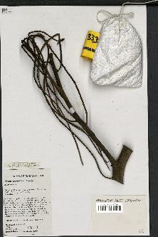 spécimen de Dypsis prestoniana
