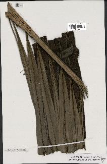 spécimen de Dypsis prestoniana
