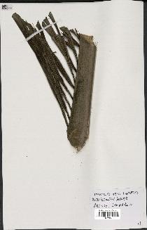spécimen de Dypsis prestoniana