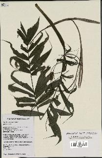 spécimen de Dypsis concinna