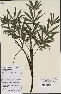 spécimen de Dypsis concinna