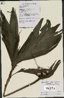 spécimen de Dypsis concinna