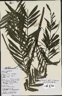 spécimen de Dypsis concinna
