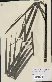 spécimen de Dypsis baronii