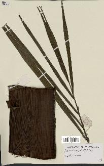 spécimen de Dypsis ceracea