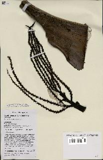 spécimen de Dypsis ceracea