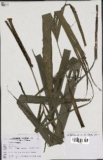 spécimen de Dypsis heterophylla