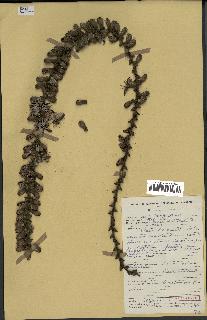 spécimen de Caryota urens