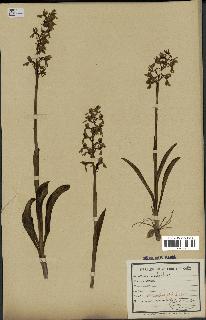 spécimen de Orchis sp.