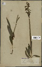 spécimen de Orchis maculata