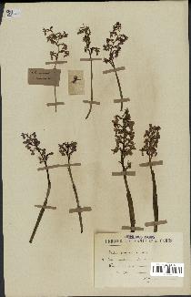 spécimen de Orchis morio