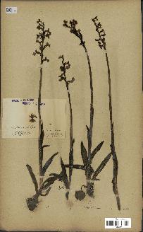 spécimen de Orchis morio