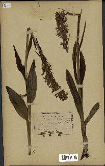 spécimen de Orchis latifolia