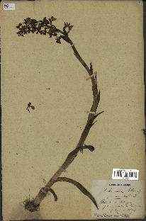 spécimen de Orchis alata