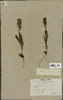 spécimen de Orchis latifolia