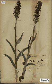 spécimen de Orchis latifolia