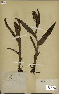 spécimen de Orchis latifolia