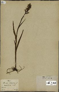 spécimen de Orchis latifolia