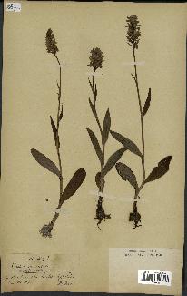 spécimen de Orchis maculata