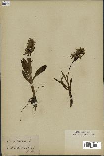 spécimen de Orchis sambucina