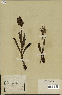 spécimen de Orchis sambucina