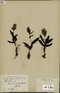 spécimen de Orchis sambucina