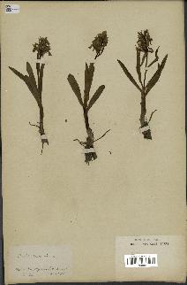 spécimen de Orchis sambucina