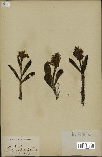 spécimen de Orchis sambucina