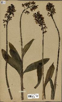 spécimen de Orchis purpurea