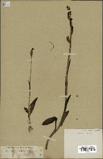 spécimen de Ophrys lutea