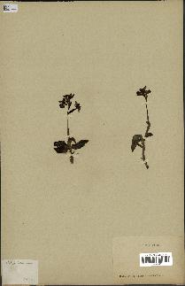 spécimen de Ophrys lutea